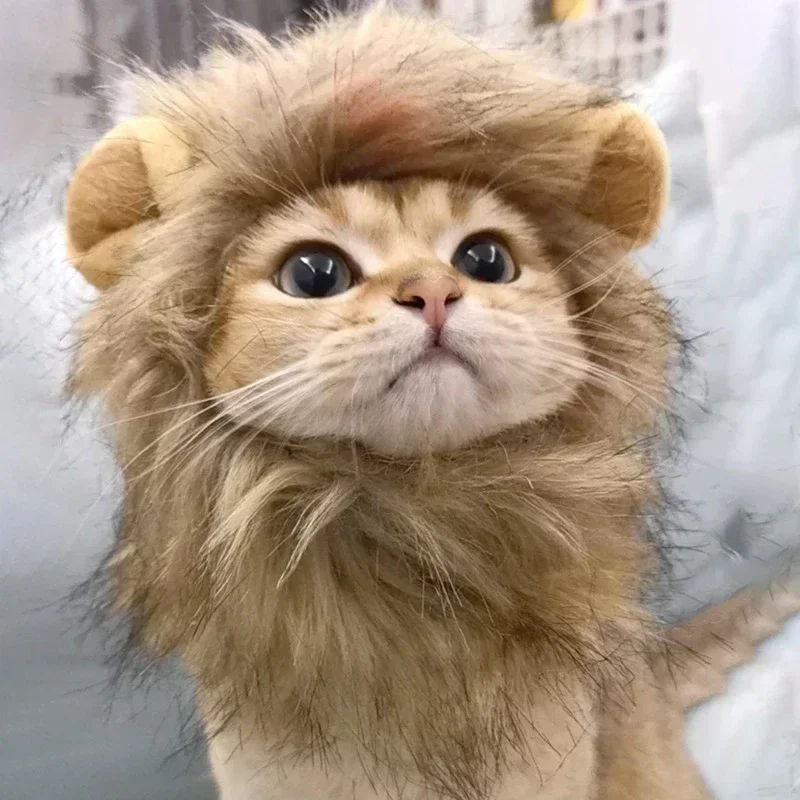 Lion Cutie Cat - Image 3