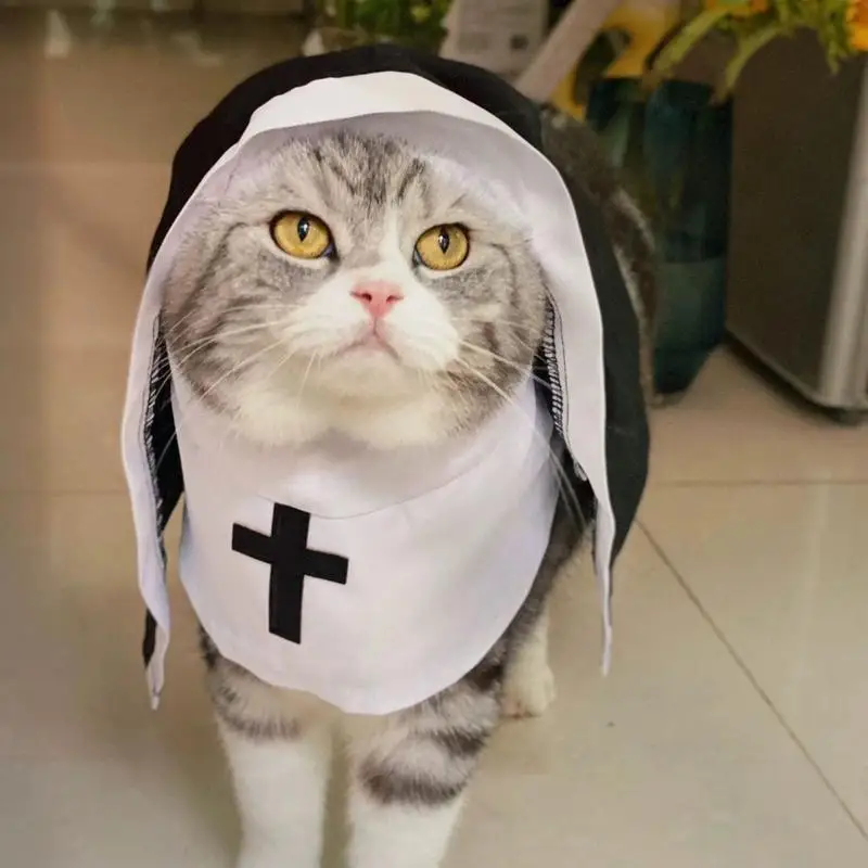 Nun cat - Image 4