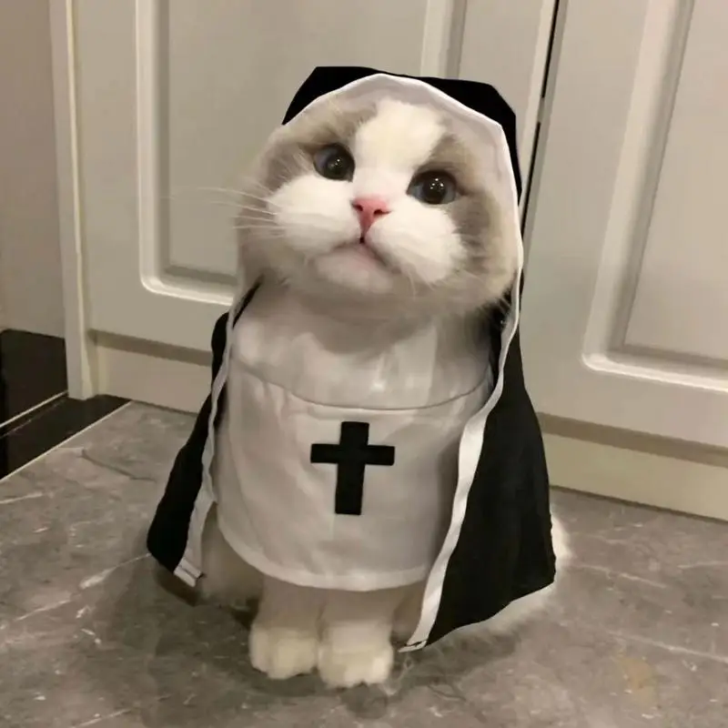 Nun cat