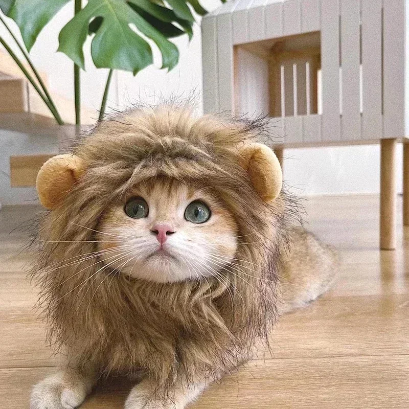 Lion Cutie Cat - Image 5